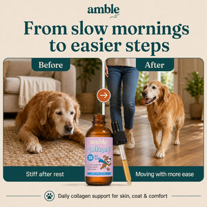 Amble Liquid Collagen for Dogs