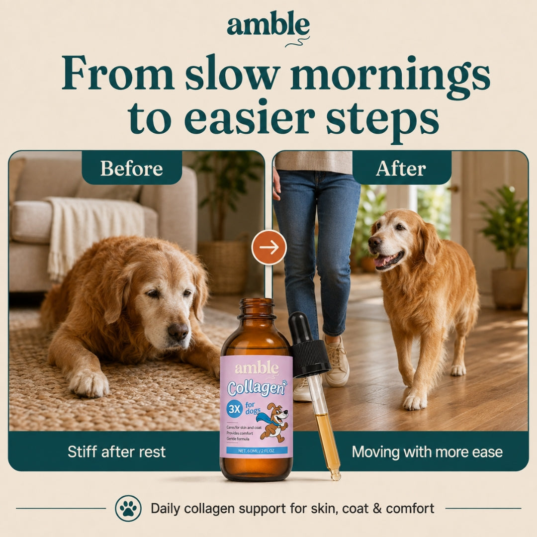 Amble Liquid Collagen for Dogs