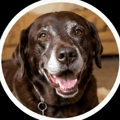 Bailey, labrador chocolate sênior, sentado dentro de casa